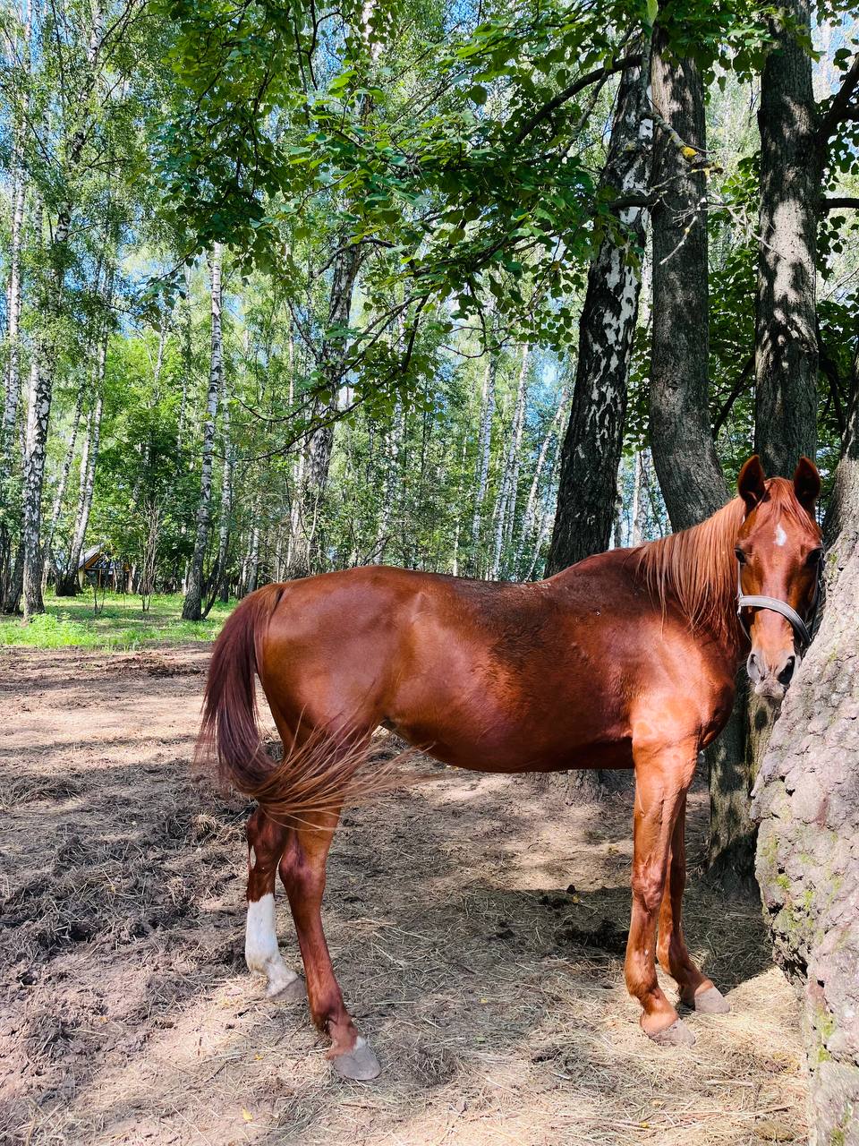 Глэмпинг Ёжик в тумане